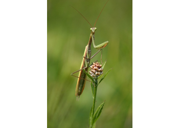 Europäische Gottesanbeterin (Mantis religiosa) - © Emanuel Trummer